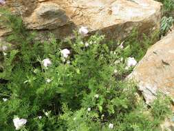 Image de Clematis villosa subsp. kirkii (Oliv.) R. K. Brummitt