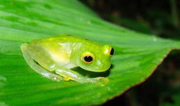 Image of Hyalinobatrachium tatayoi Castroviejo-Fisher, Ayarzagüena & Vilà 2007