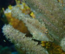 Image of Slender Fiiefish