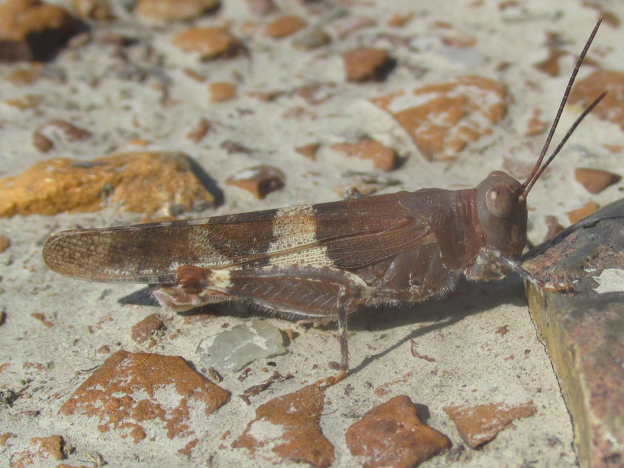 Image of Trimerotropis latifasciata Scudder & S. H. 1880