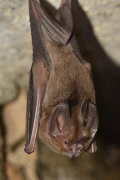 Image of Sword-nosed Bats.