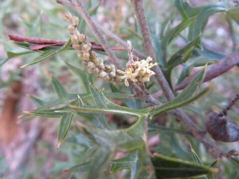 Image of Grevillea ramosissima Meissn.