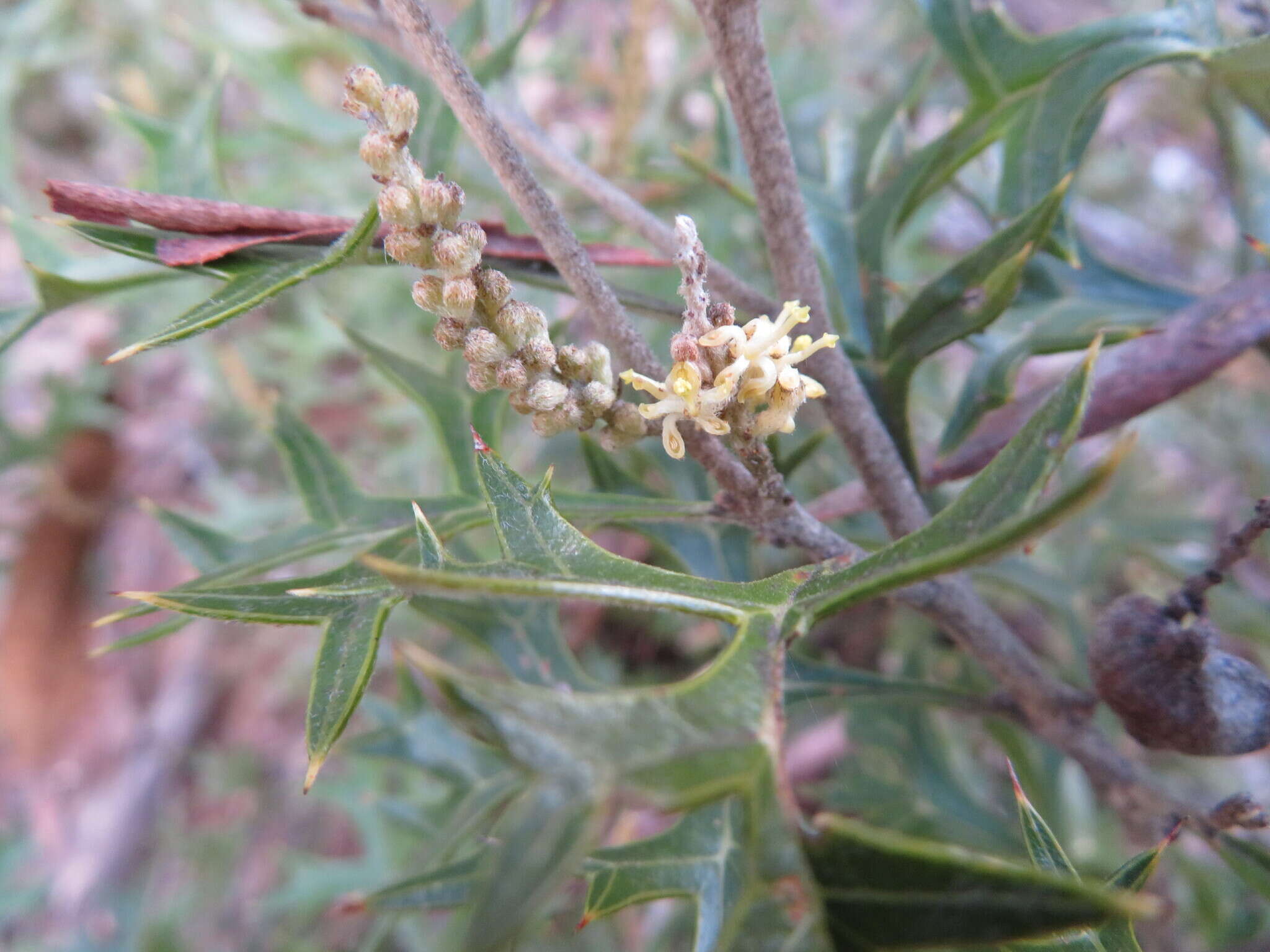 Image of Grevillea ramosissima Meissn.