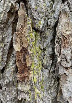 Image of needle lichen