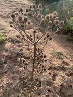 Eryngium humboldtii Delar. resmi