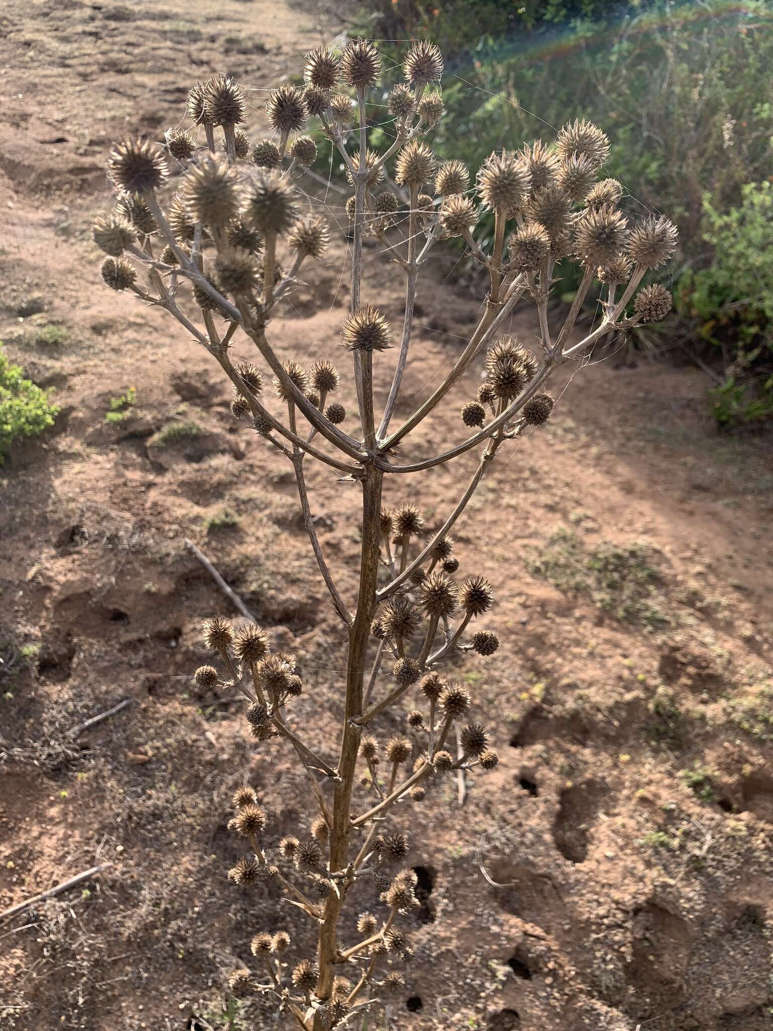 Imagem de Eryngium humboldtii Delar.