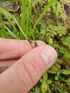 Image of Isolepis reticularis Colenso