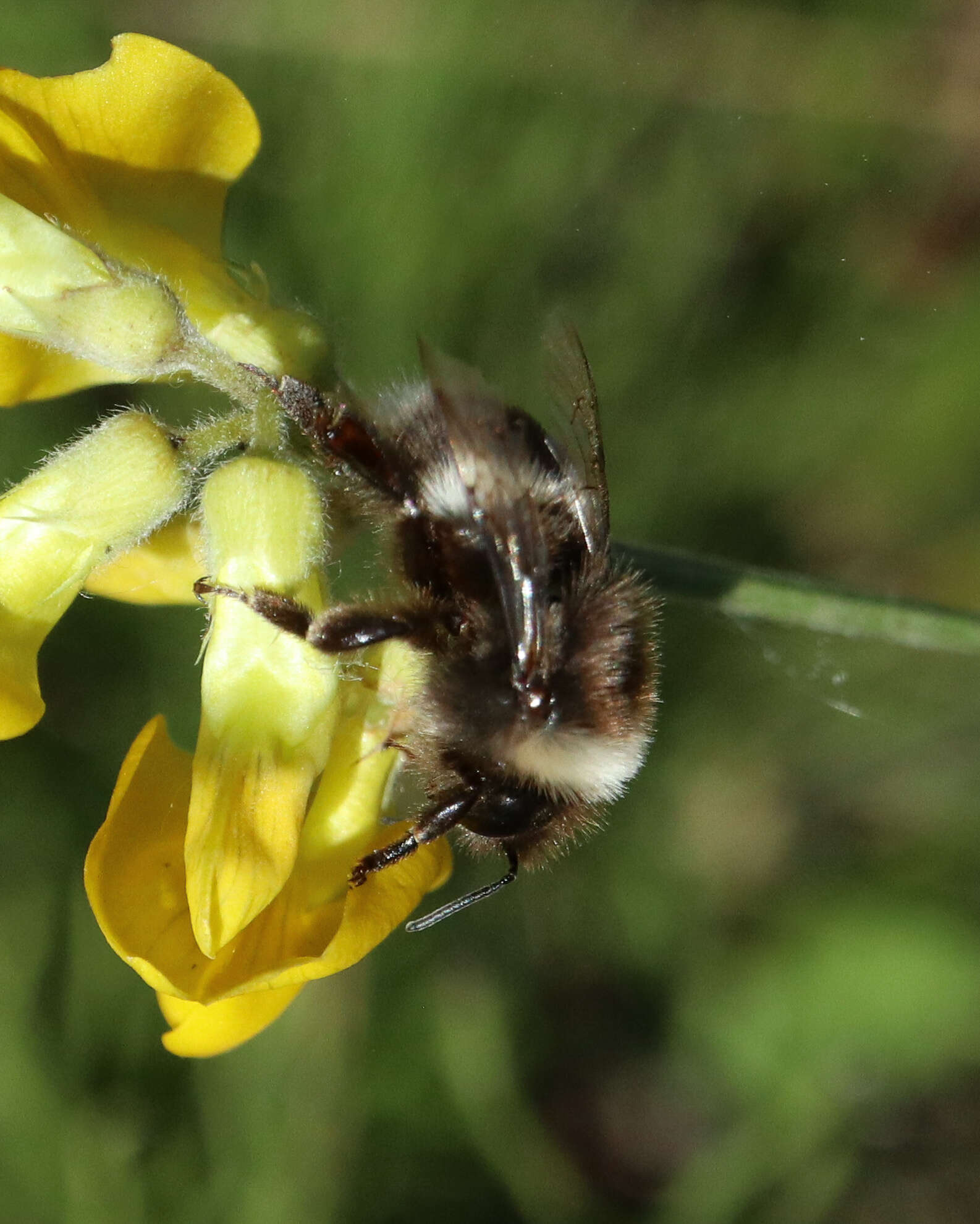 Image of Bombus soroeensis (Fabricius 1776)