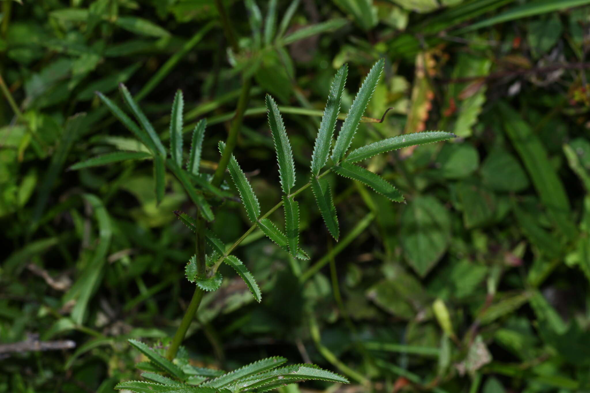 Image of Poterium tenuifolium (Fischer ex Link) Franch. & Savatier