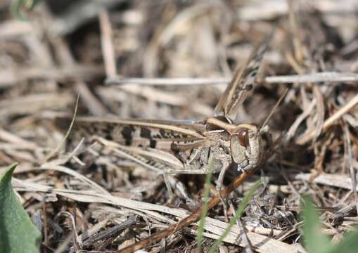 Image of Australian plague locust