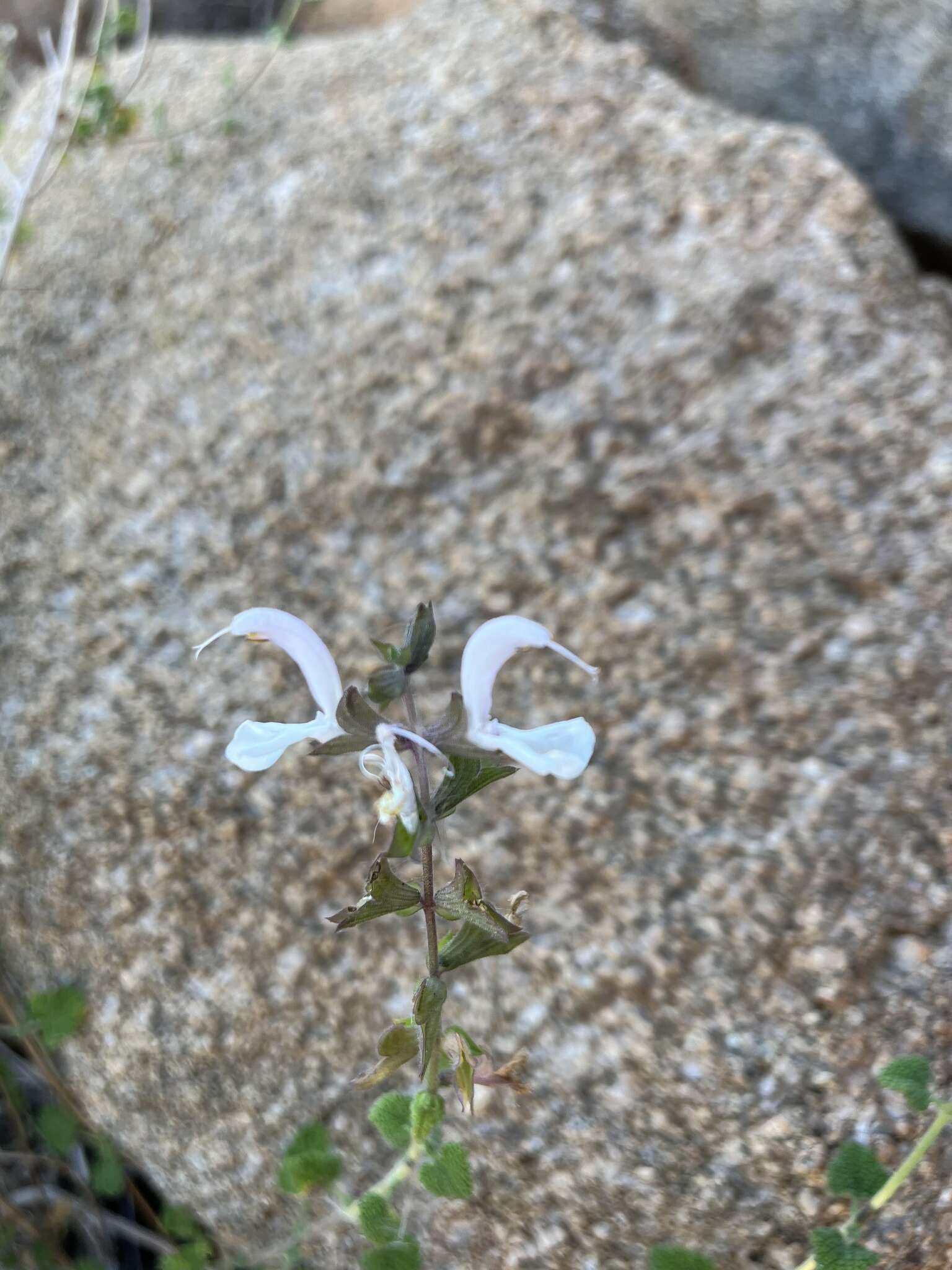 Image of Salvia garipensis