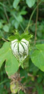 Image of Dalechampia stipulacea Müll. Arg.