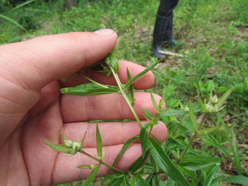 Image of Pycnanthemum torreyi Benth.