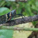 Image of Scamandra lachesis Stål 1863