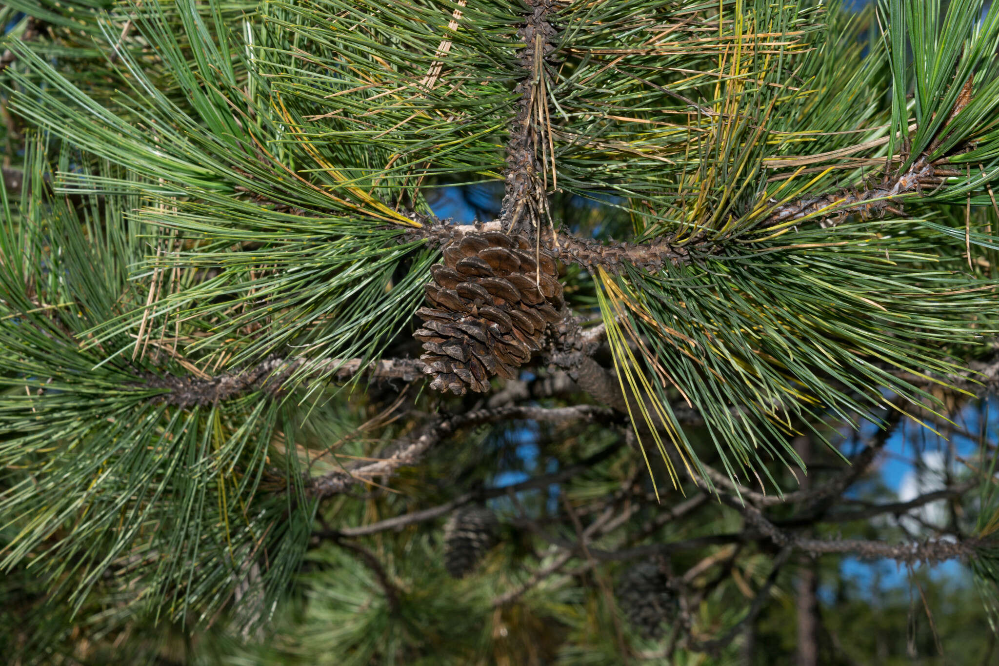 Image of Cooper's pine