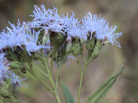 Image of Aristeguietia discolor (DC.) R. King & H. Rob.