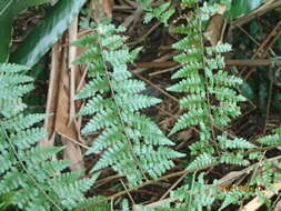 Image of Limp-Leaf Fern