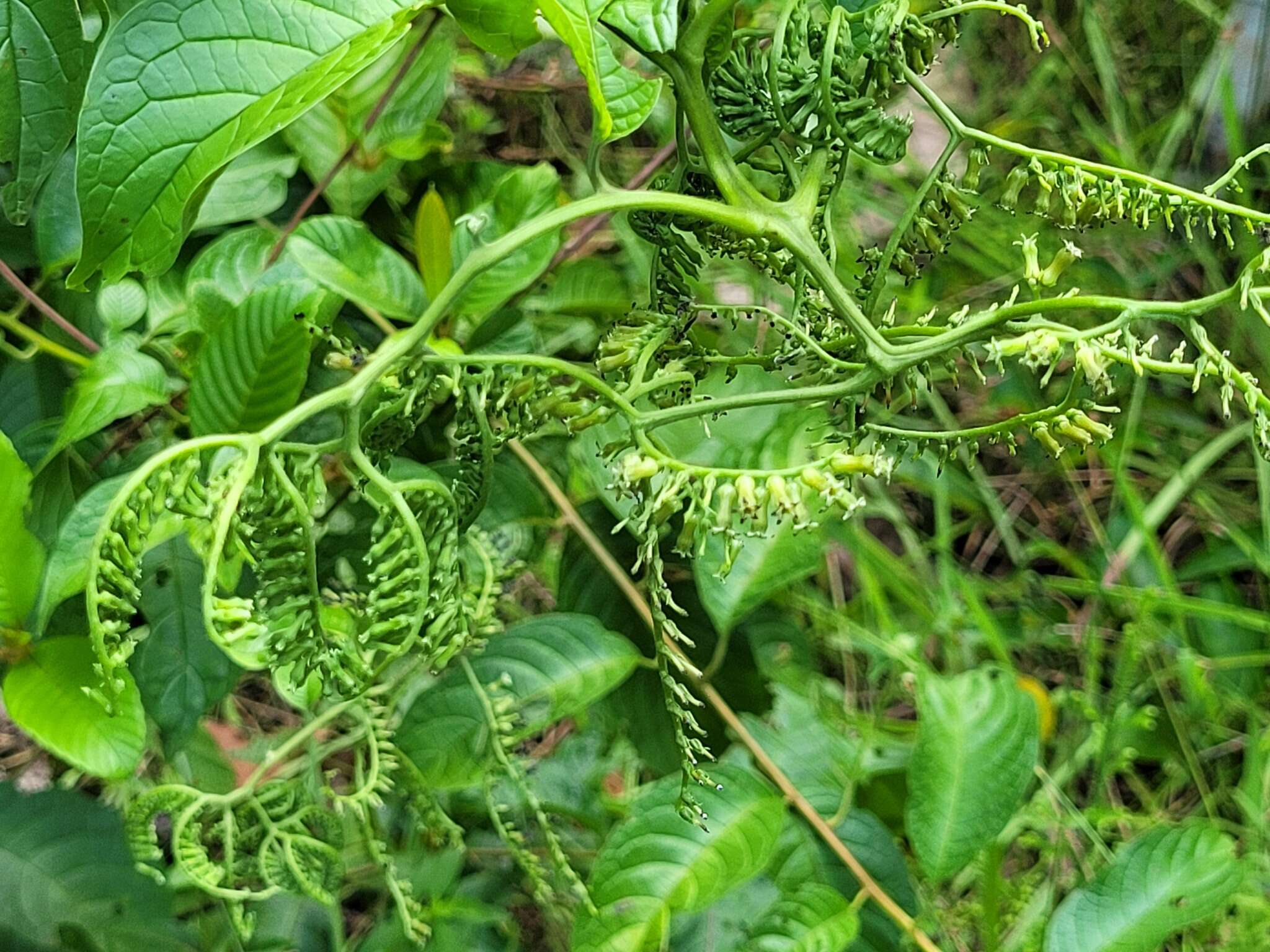 Image of Heliotropium ulei