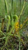 Imagem de Drosera filiformis var. tracyi (Macf. ex Diels) Diels