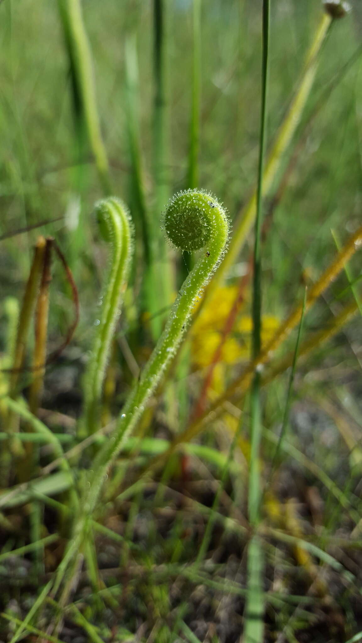 Drosera filiformis var. tracyi (Macf. ex Diels) Diels的圖片