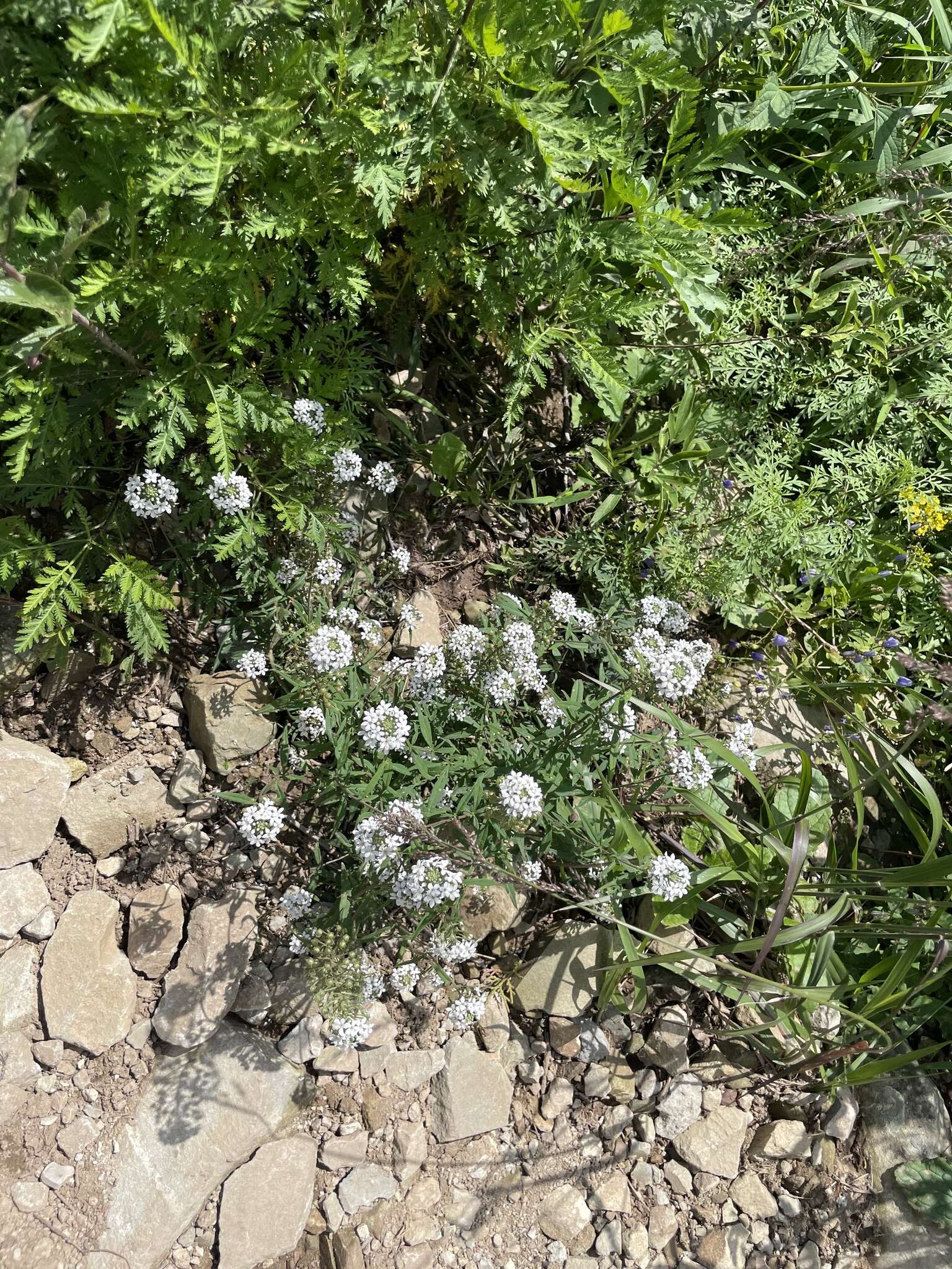 Image of Lysimachia pentapetala Bunge