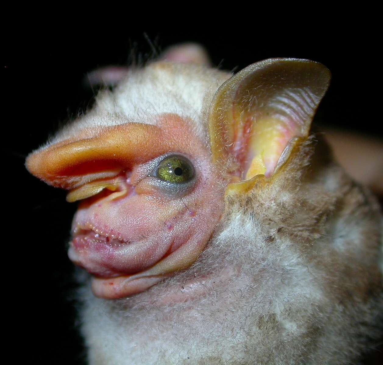 Image of Visored Bat