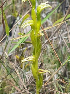 Image of Veyretia rupicola (Garay) F. Barros