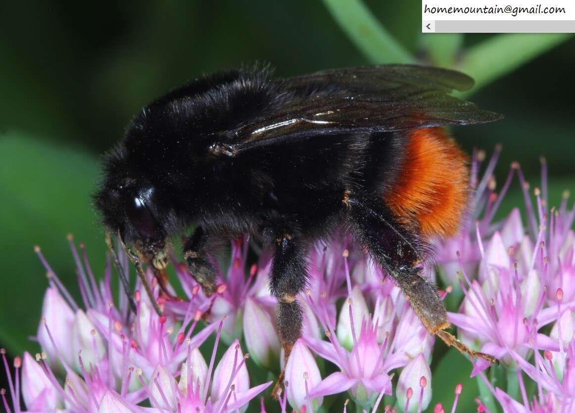 Image of Bombus ignitus Smith 1869