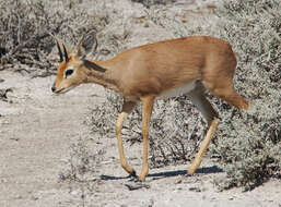 Image of Steenbok