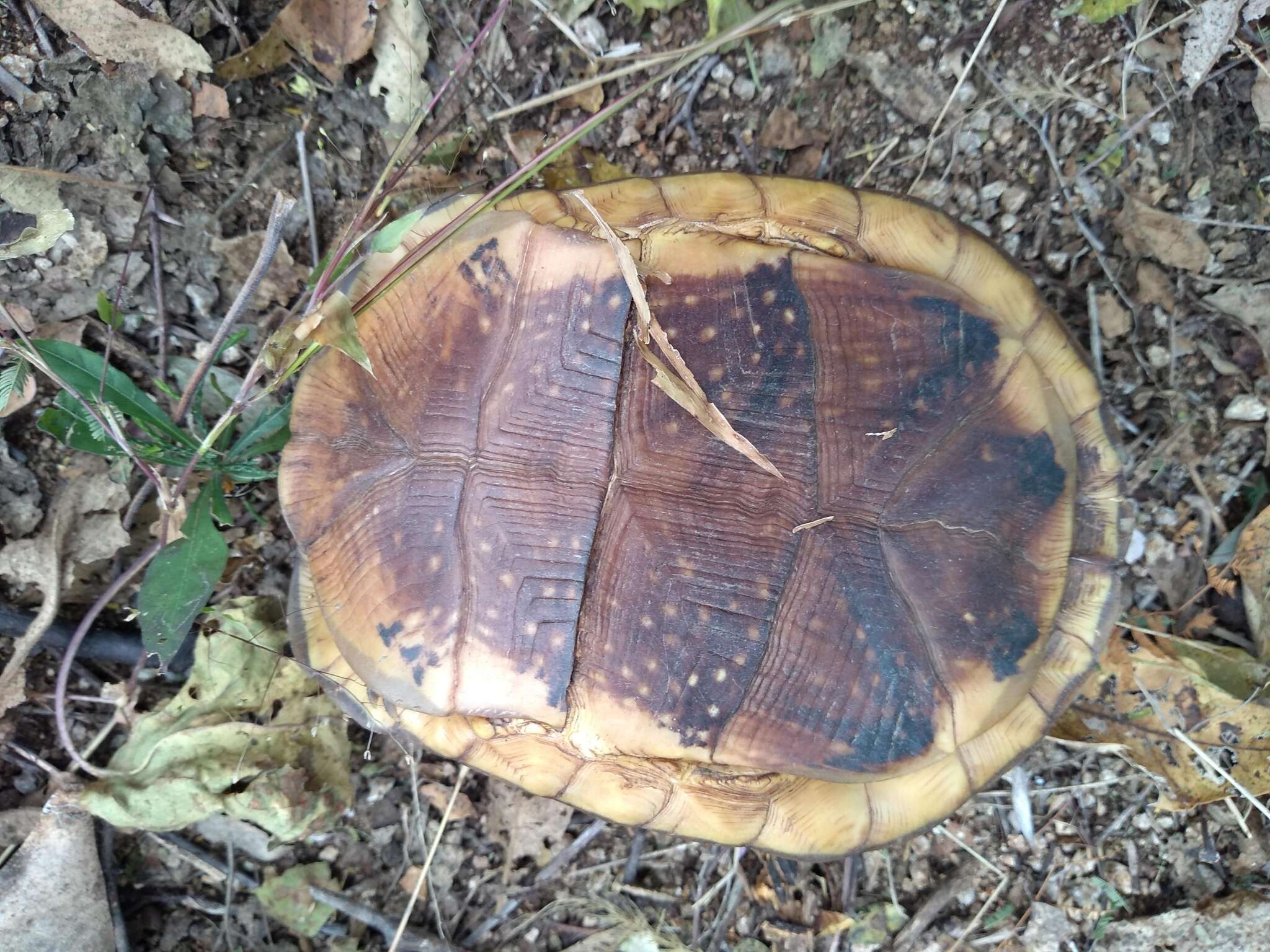 Image of Northern Spotted Box Turtle