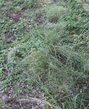 Sivun Eragrostis trichodes (Nutt.) Alph. Wood kuva