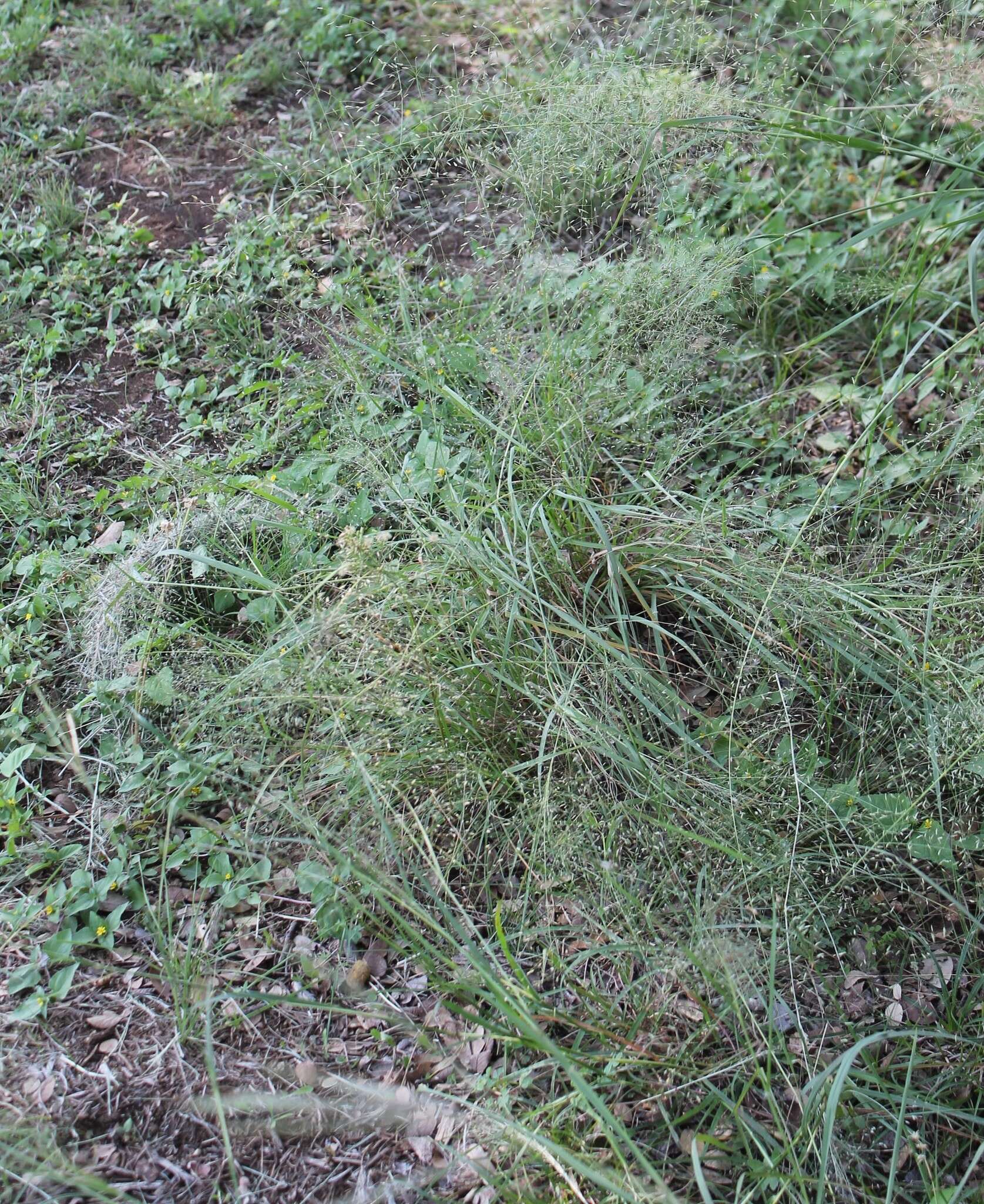 Eragrostis trichodes (Nutt.) Alph. Wood resmi