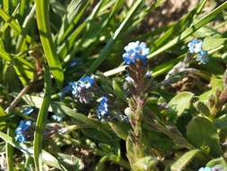 Plancia ëd Myosotis incrassata Guss.