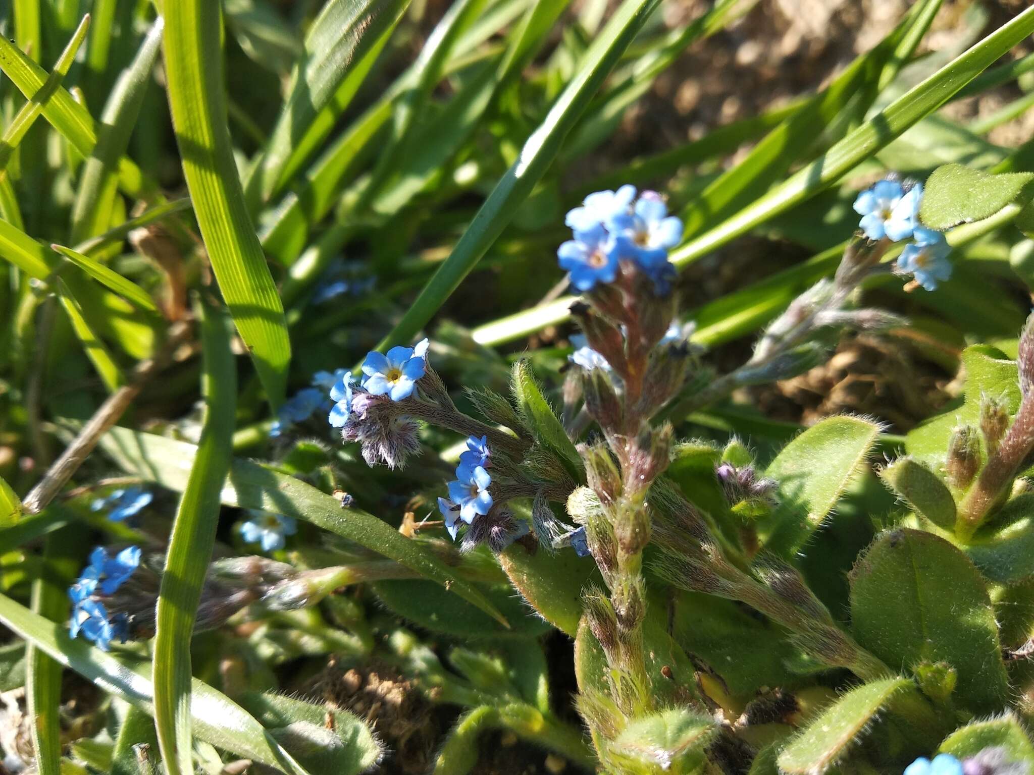 Plancia ëd Myosotis incrassata Guss.