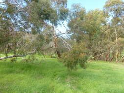 Image de Eucalyptus leucoxylon subsp. leucoxylon