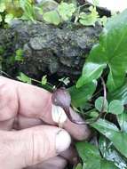 Image of Arisarum proboscideum (L.) Savi