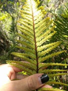 Image of Lacy Spleenwort