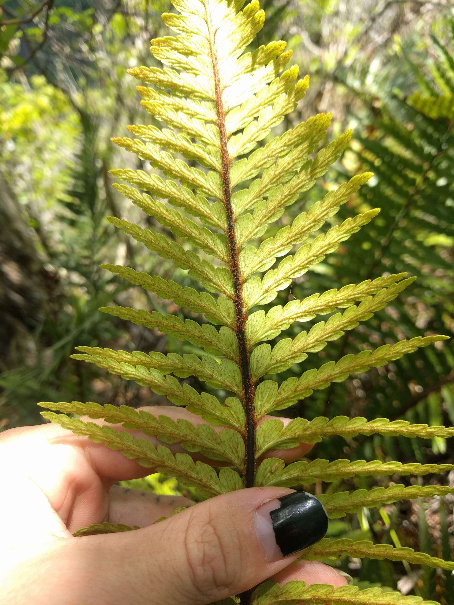 Image of Lacy Spleenwort