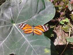 Image of Heliconius ismenius Latreille 1817