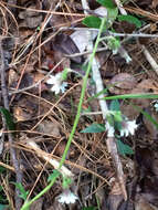 Image of barbed rattlesnakeroot