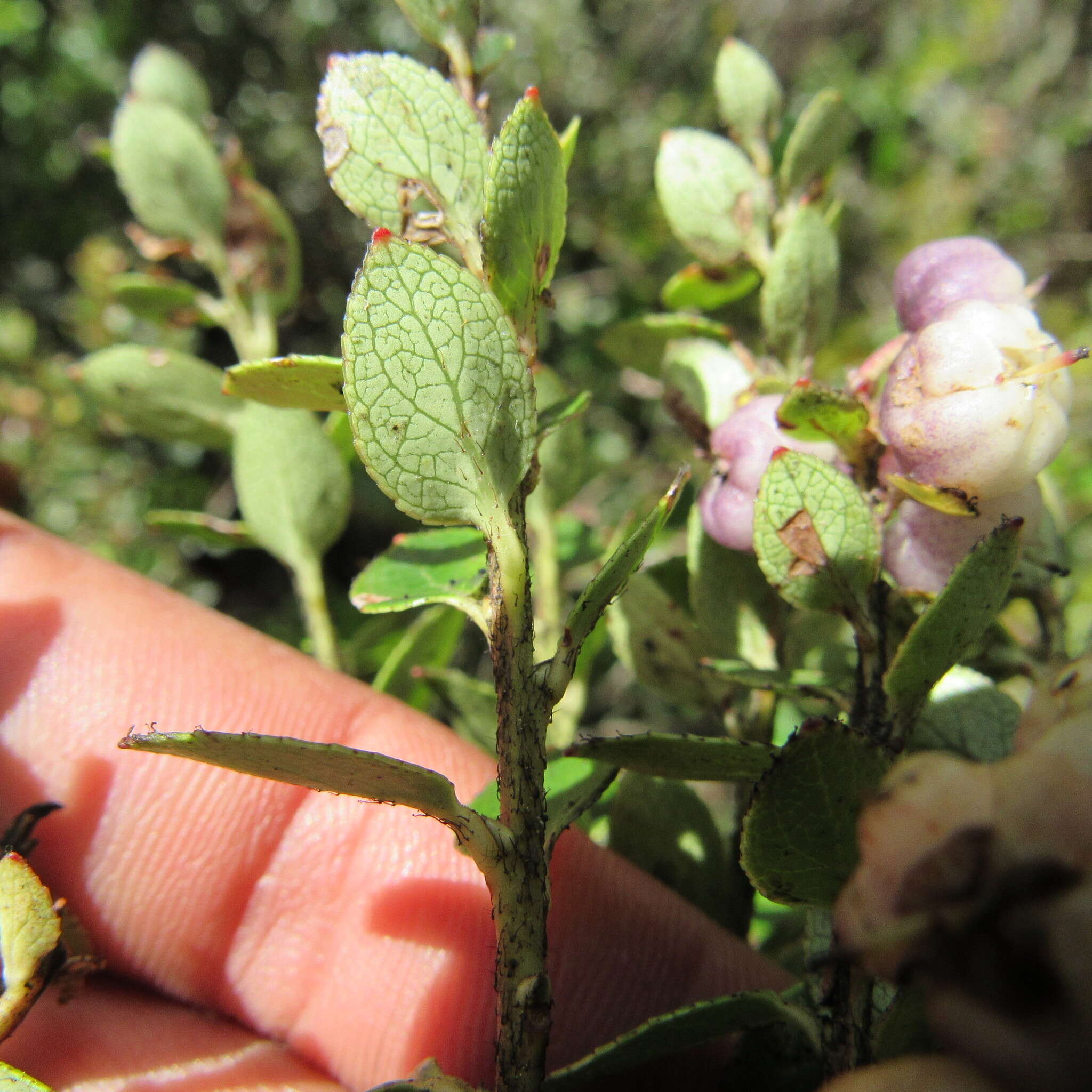 Sivun Gaultheria anastomosans (L. fil.) Kunth kuva