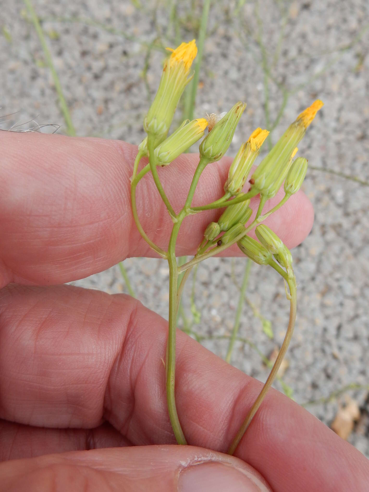 Image of smallflower hawksbeard