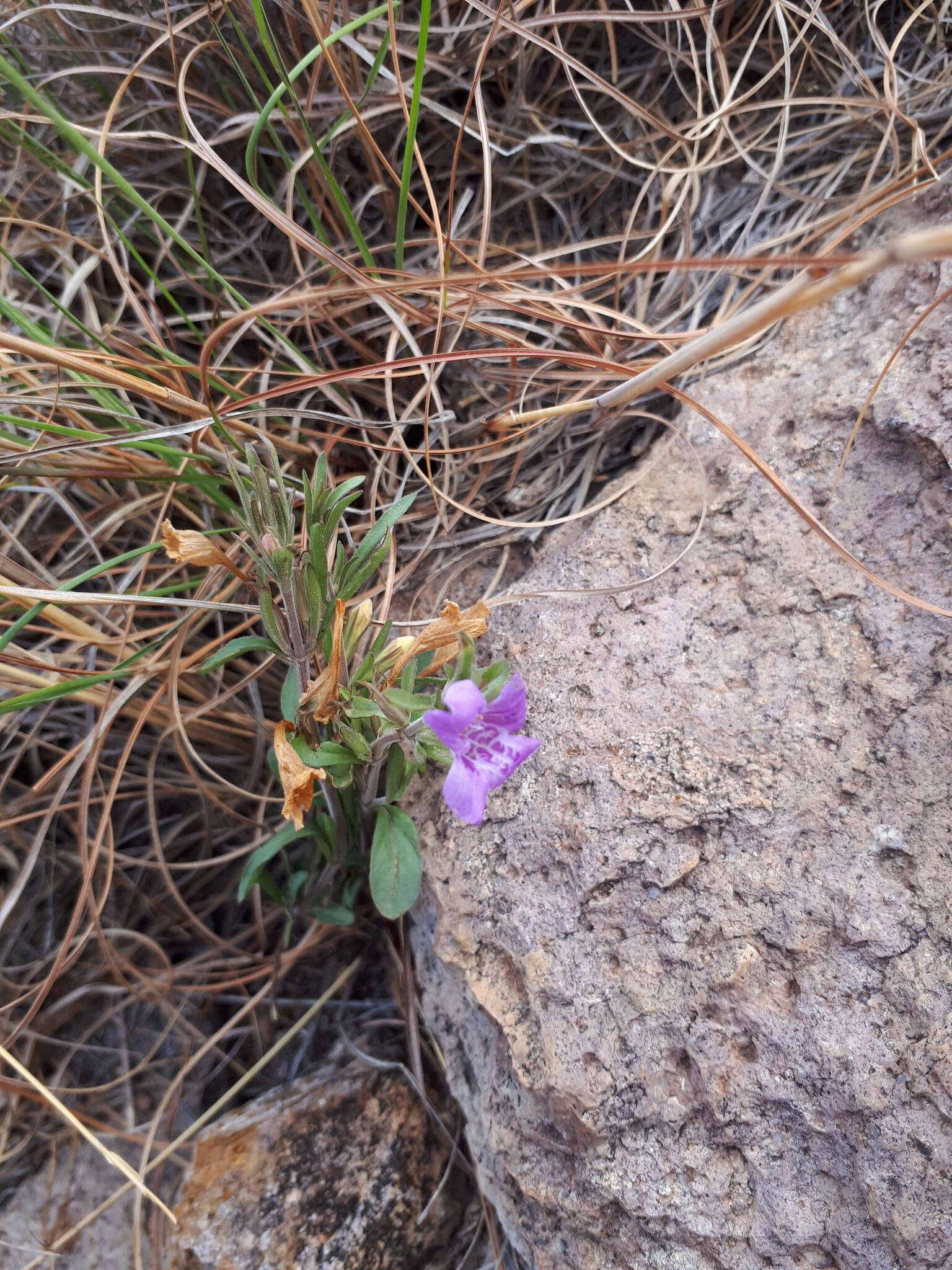 Sivun Dyschoriste decumbens (A. Gray) Kuntze kuva