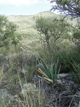 Image of Hemiphylacus latifolius S. Watson