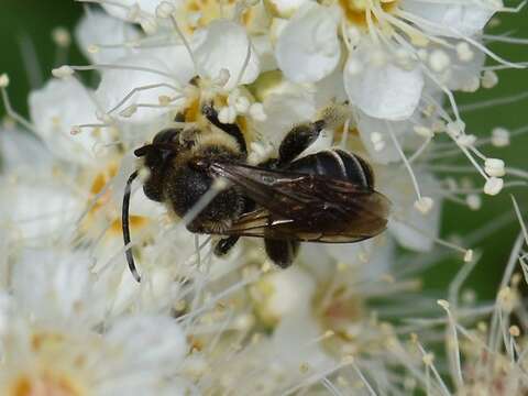 Imagem de Macropis europaea Warncke 1973