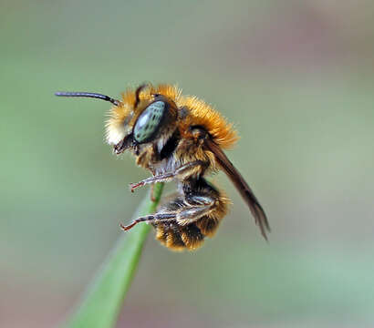 Image of Mason bee