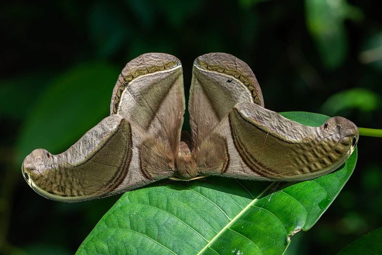 Слика од Rhescyntis pseudomartii Lemaire 1976