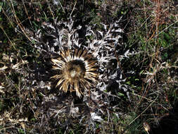 Image of Carlina acaulis L.