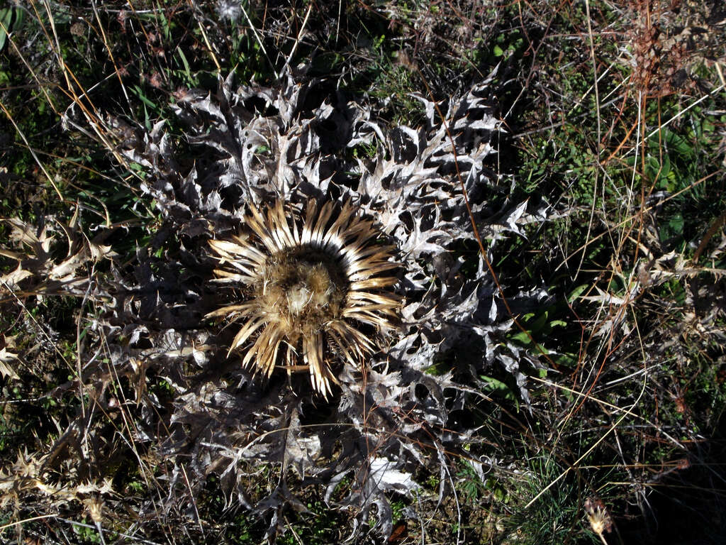 Image of Carlina acaulis L.