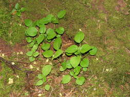 Image of small enchanter's nightshade